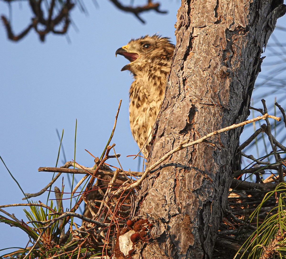 Red-shouldered Hawk - ML617724277