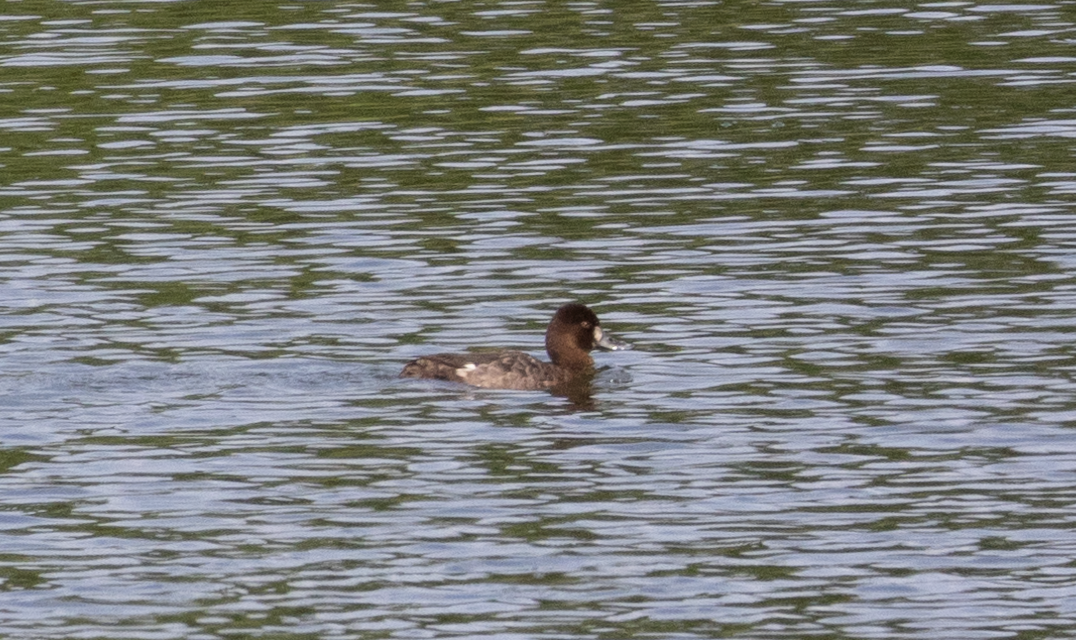 Greater Scaup - ML617724278