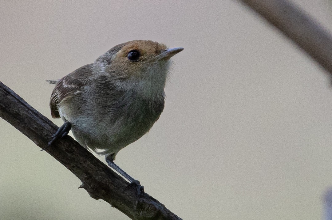 Fulvous-faced Scrub-Tyrant - ML617724279