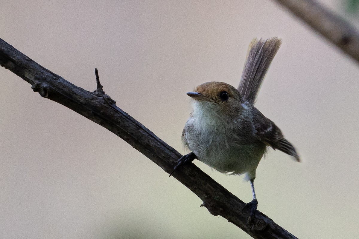 Fulvous-faced Scrub-Tyrant - ML617724280