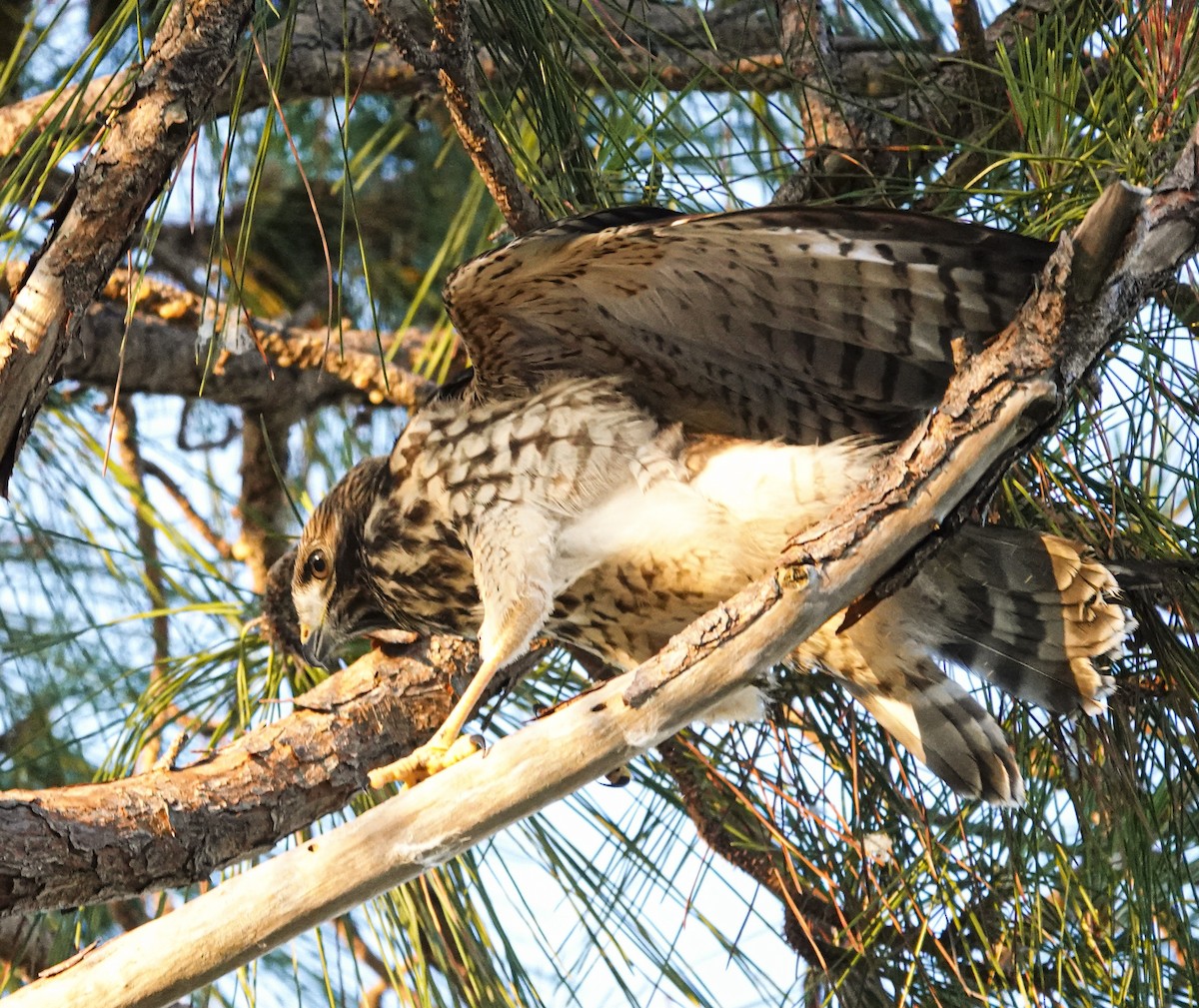 Red-shouldered Hawk - ML617724282