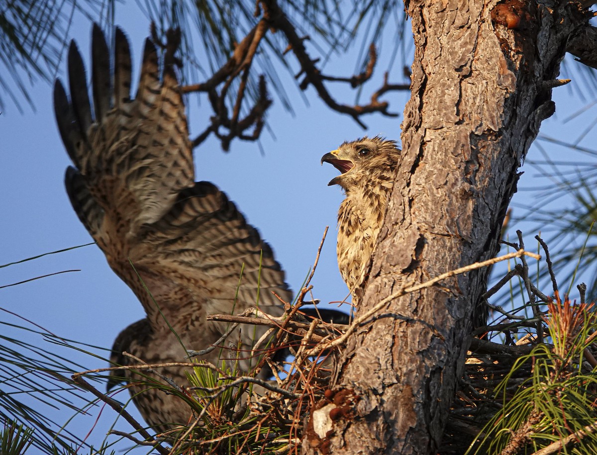 Red-shouldered Hawk - ML617724287