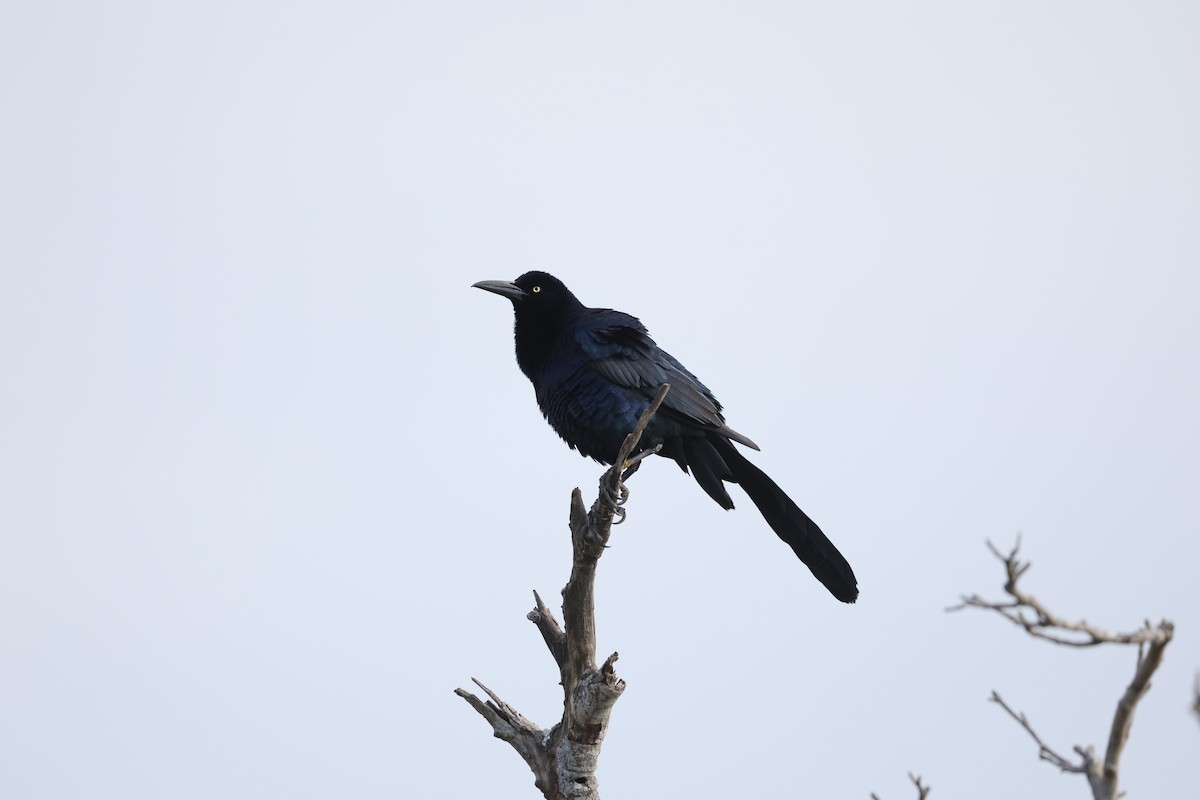 Great-tailed Grackle (Great-tailed) - ML617724301