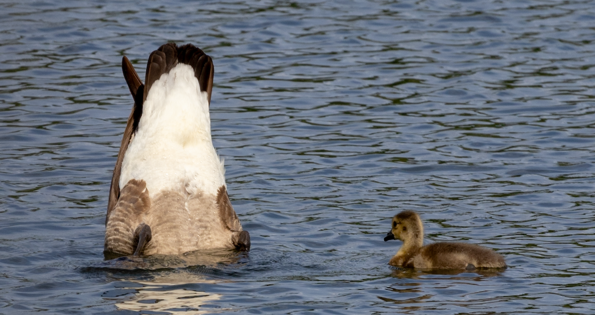 Canada Goose - Lucas Pittman