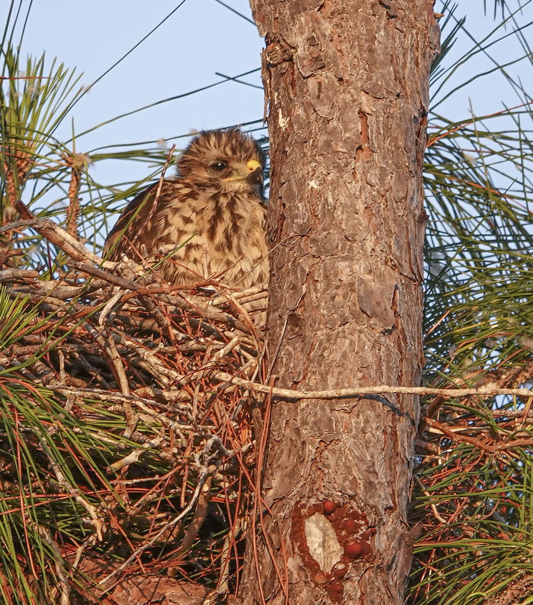 Red-shouldered Hawk - ML617724306