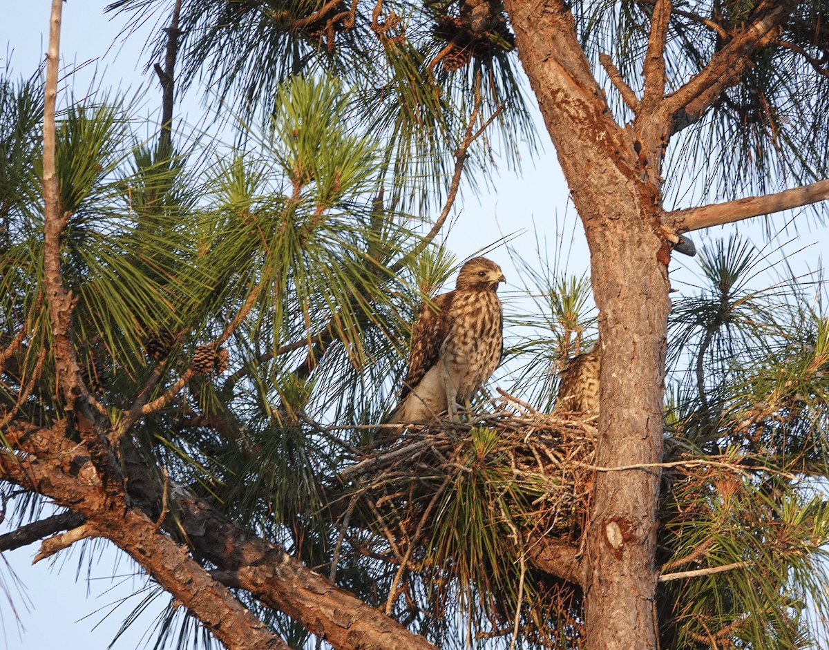 Red-shouldered Hawk - ML617724322