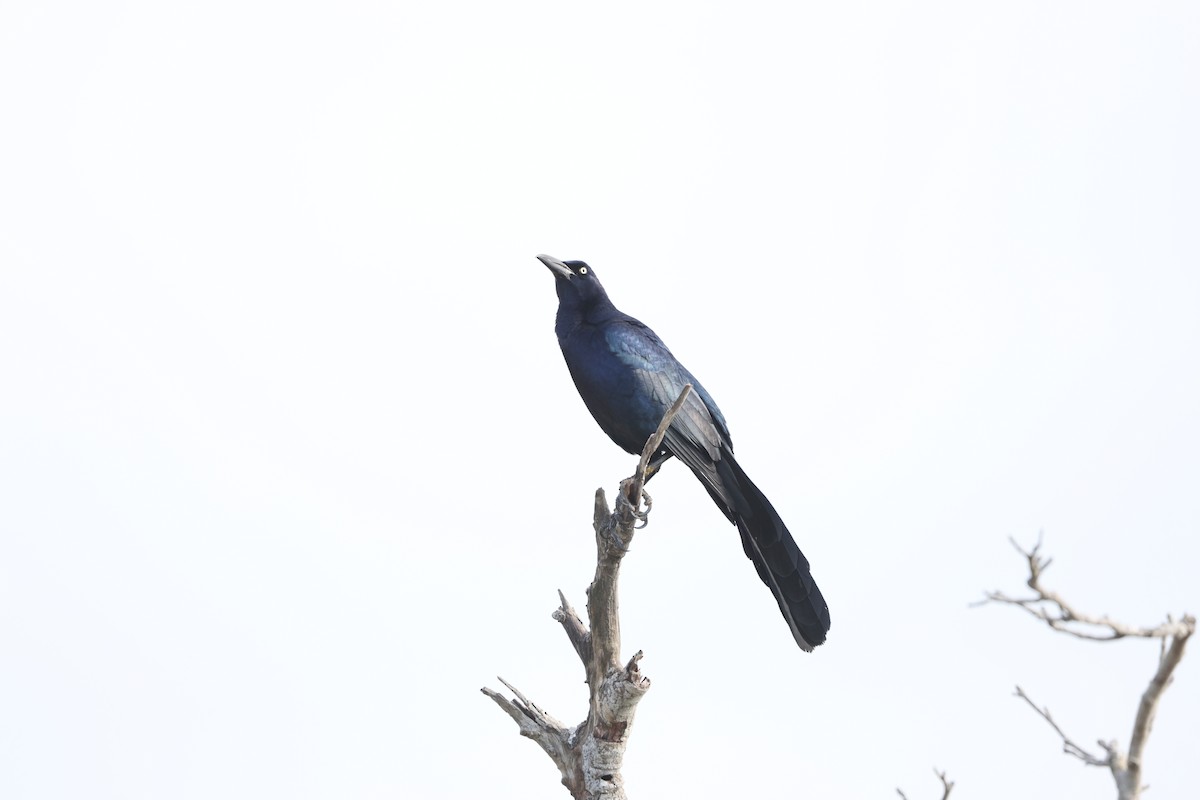 Great-tailed Grackle (Great-tailed) - ML617724348