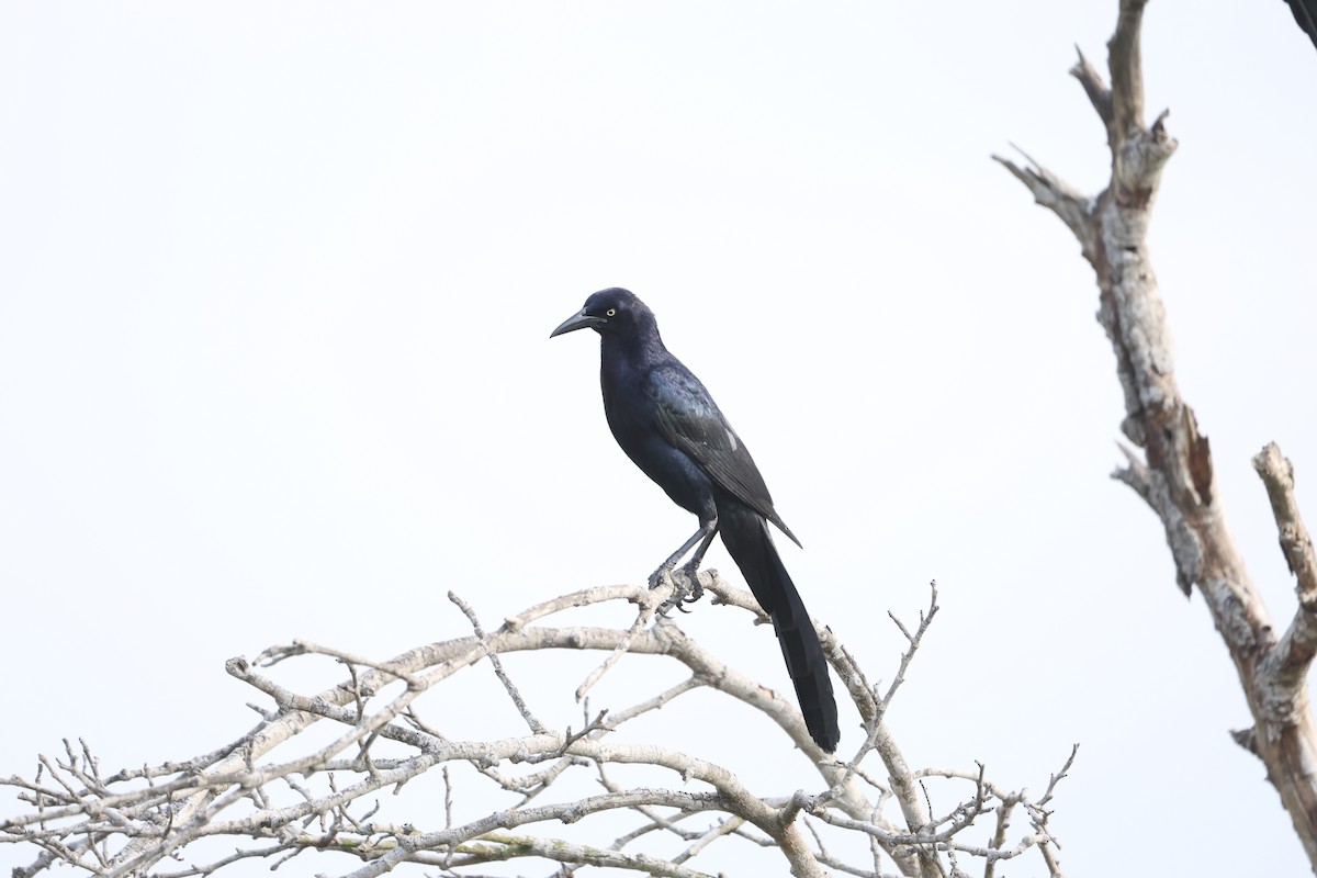 Great-tailed Grackle (Great-tailed) - ML617724349