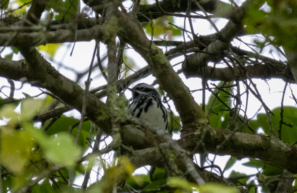 Paruline noir et blanc - ML617724373