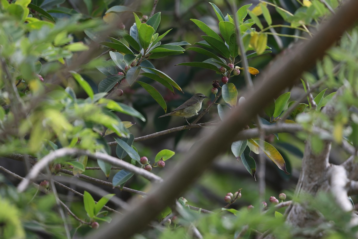 Orange-crowned Warbler - ML617724403