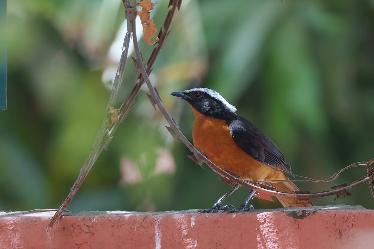 White-crowned Robin-Chat - ML617724404