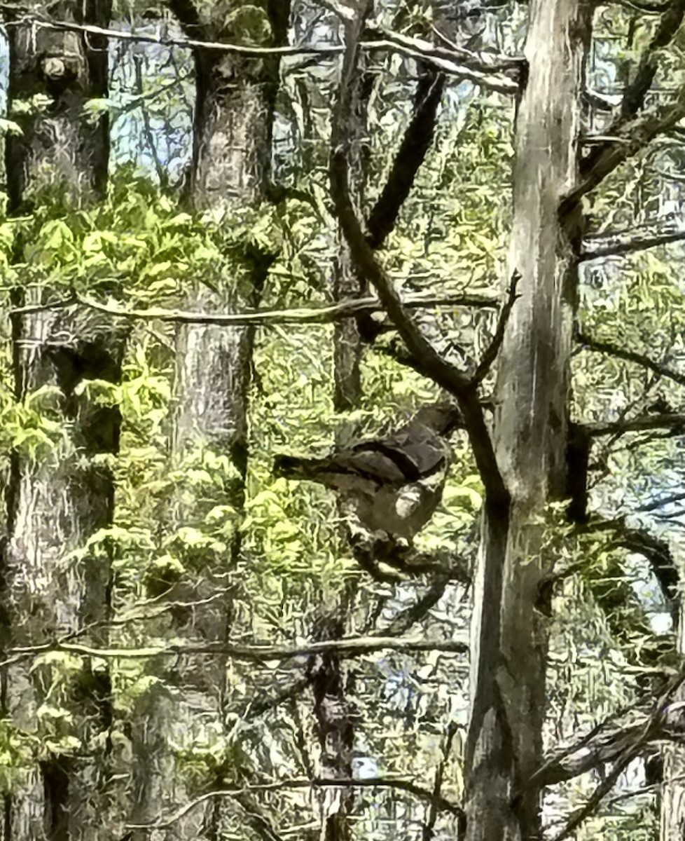 Broad-winged Hawk - ML617724409