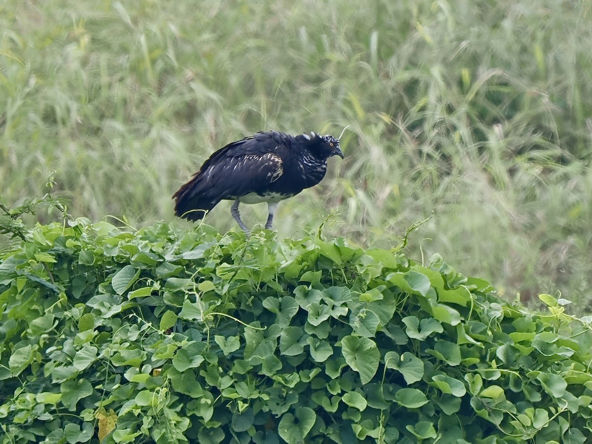 Horned Screamer - Gabriel Willow