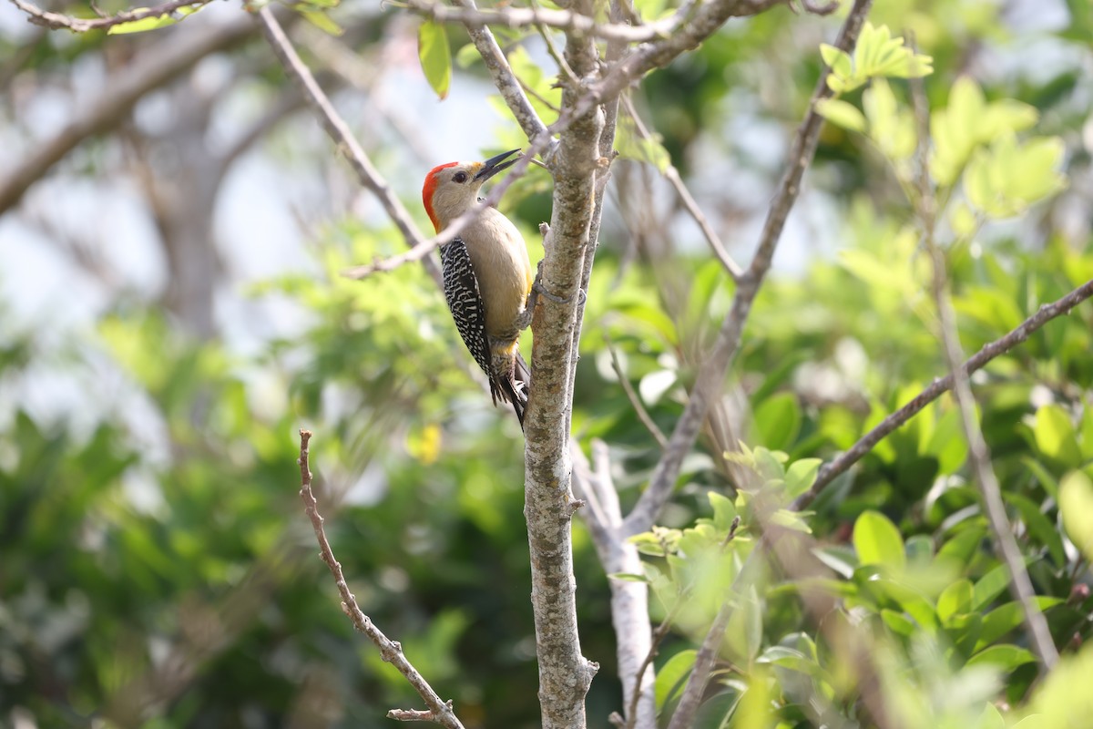 Golden-fronted Woodpecker - ML617724439