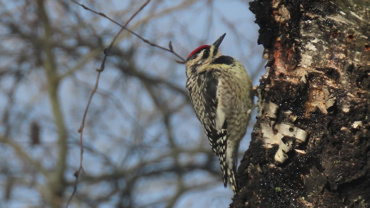 Yellow-bellied Sapsucker - Howard Lorenz