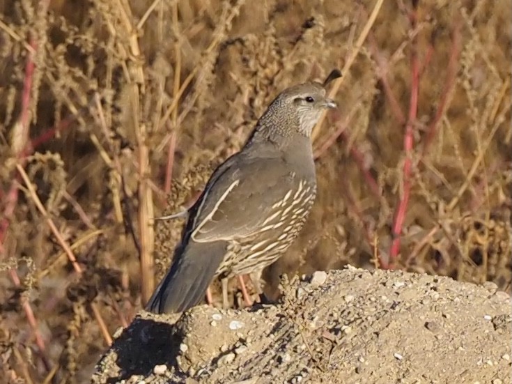 Galeper kaliforniarra - ML617724495