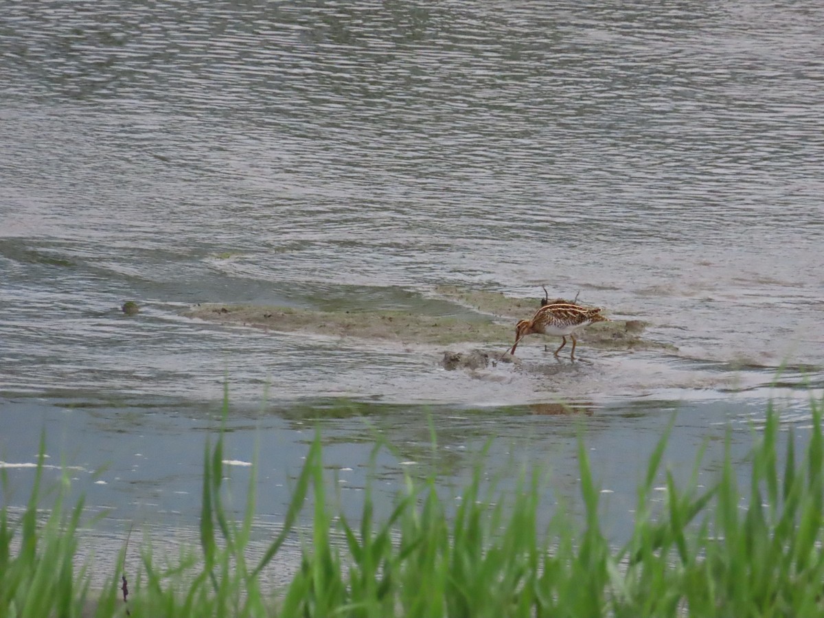 Common Snipe - ML617724518