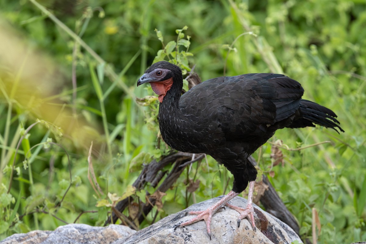 White-winged Guan - Beatrix Pond