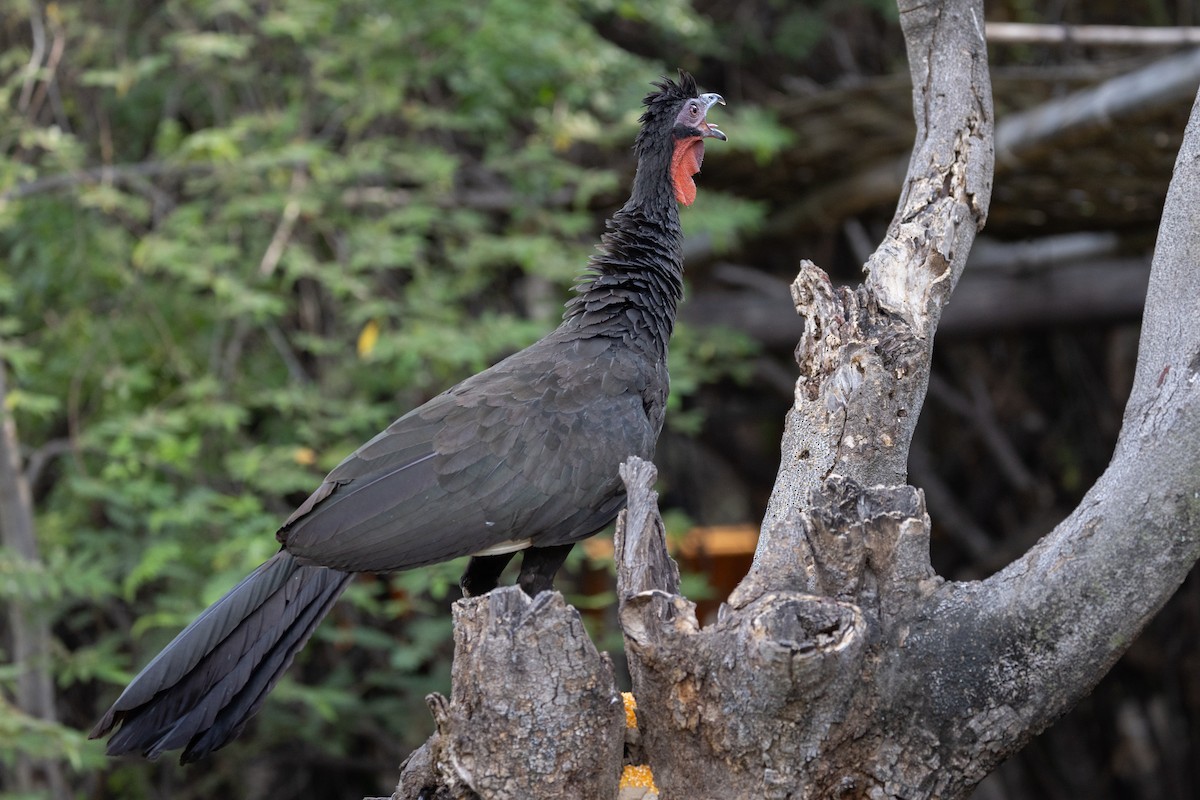 White-winged Guan - Beatrix Pond