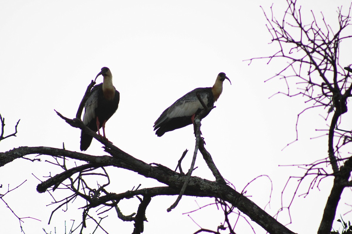 Buff-necked Ibis - ML617724544