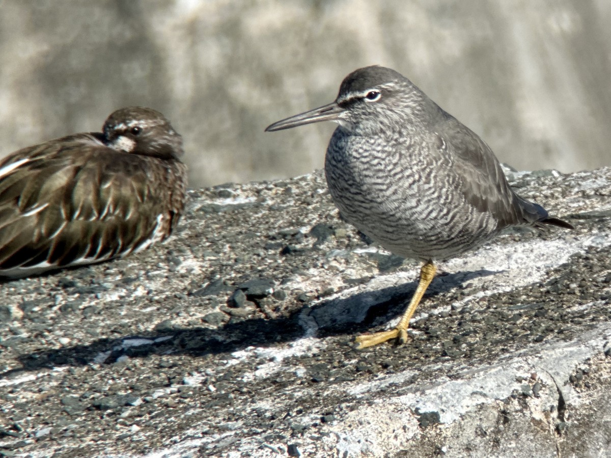 Wandering Tattler - ML617724591