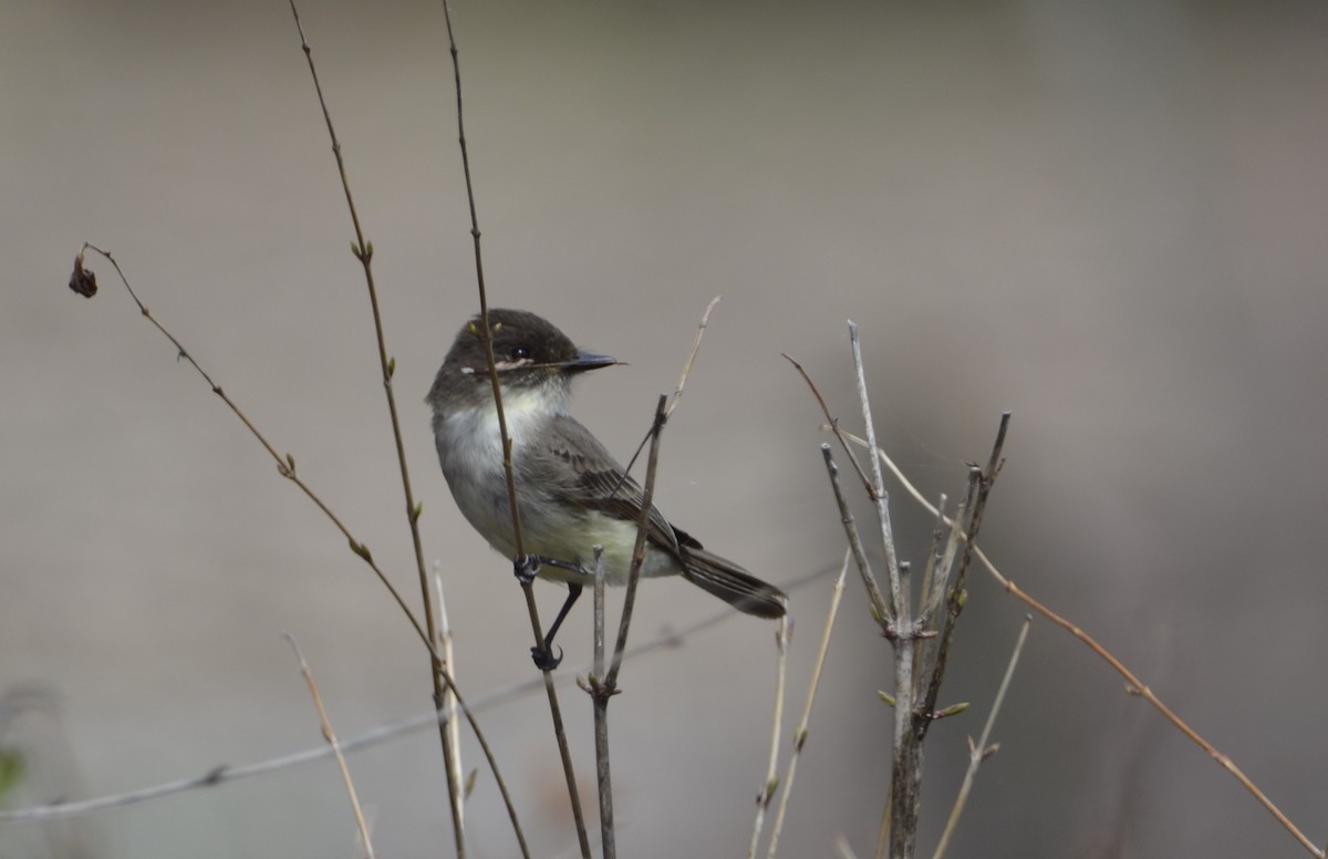 Eastern Phoebe - ML617724645