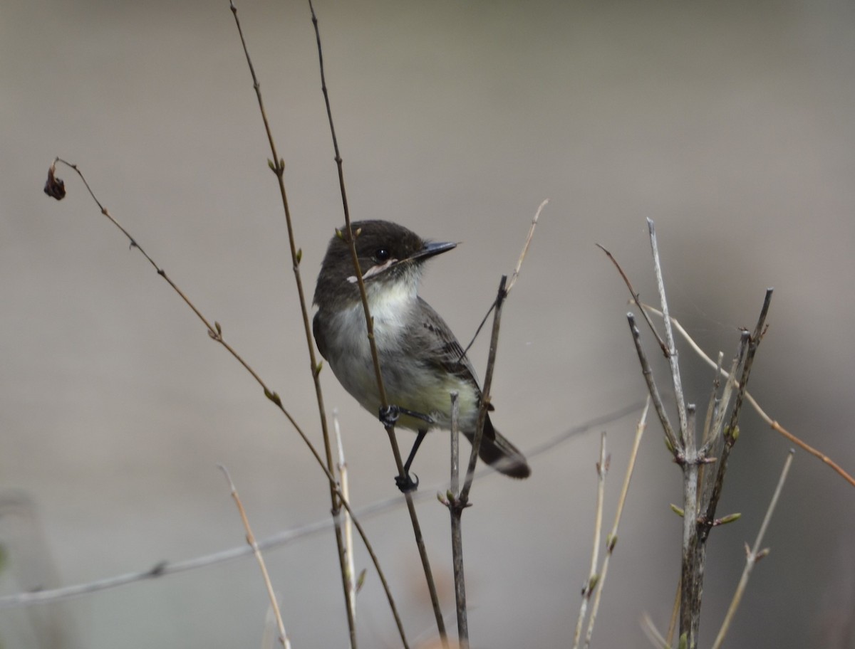 Eastern Phoebe - ML617724646