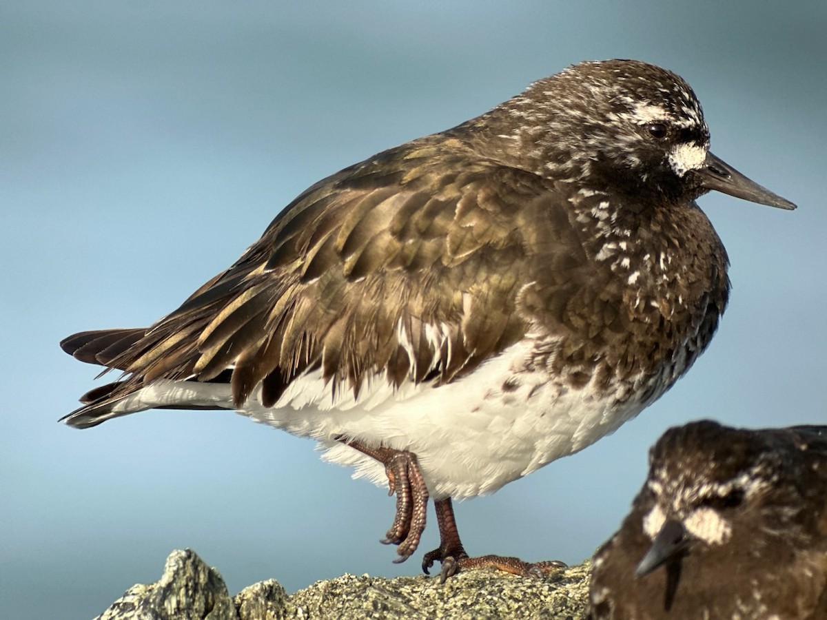 Black Turnstone - ML617724649