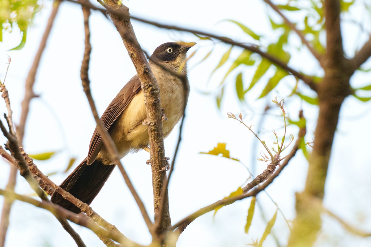 Blackcap Babbler - ML617724657