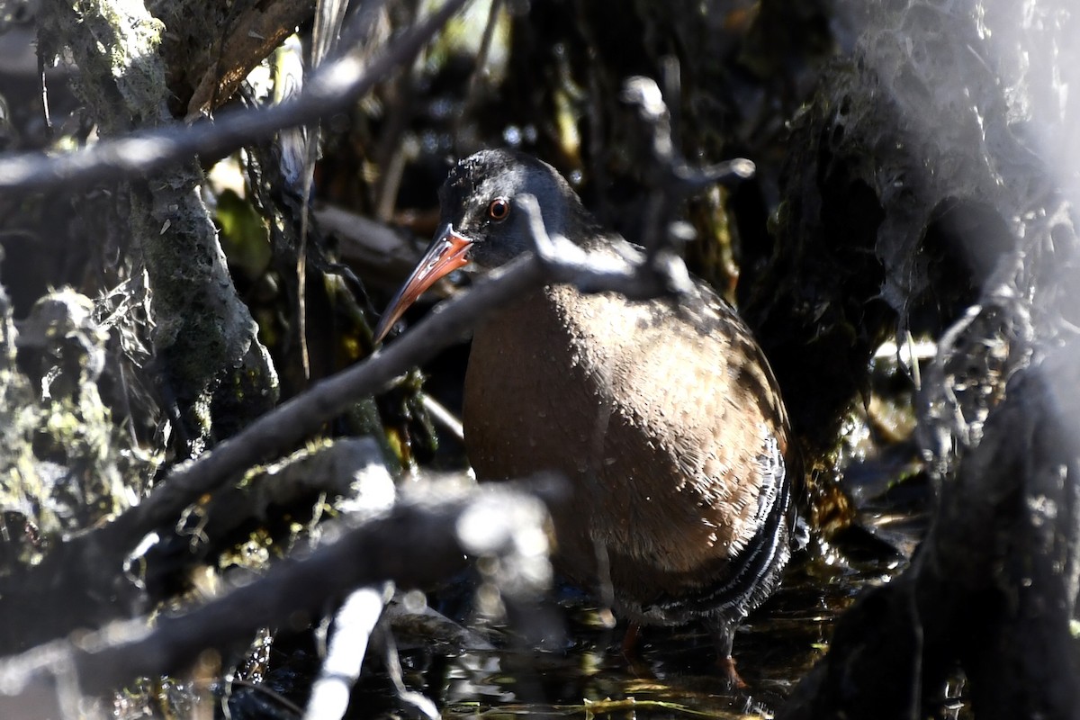 Virginia Rail - Brett Hillman