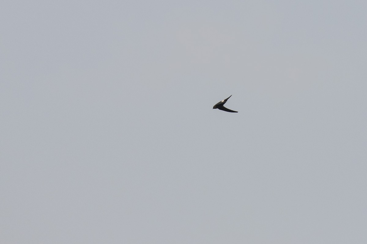 Blyth's Swift - Ramesh Shenai