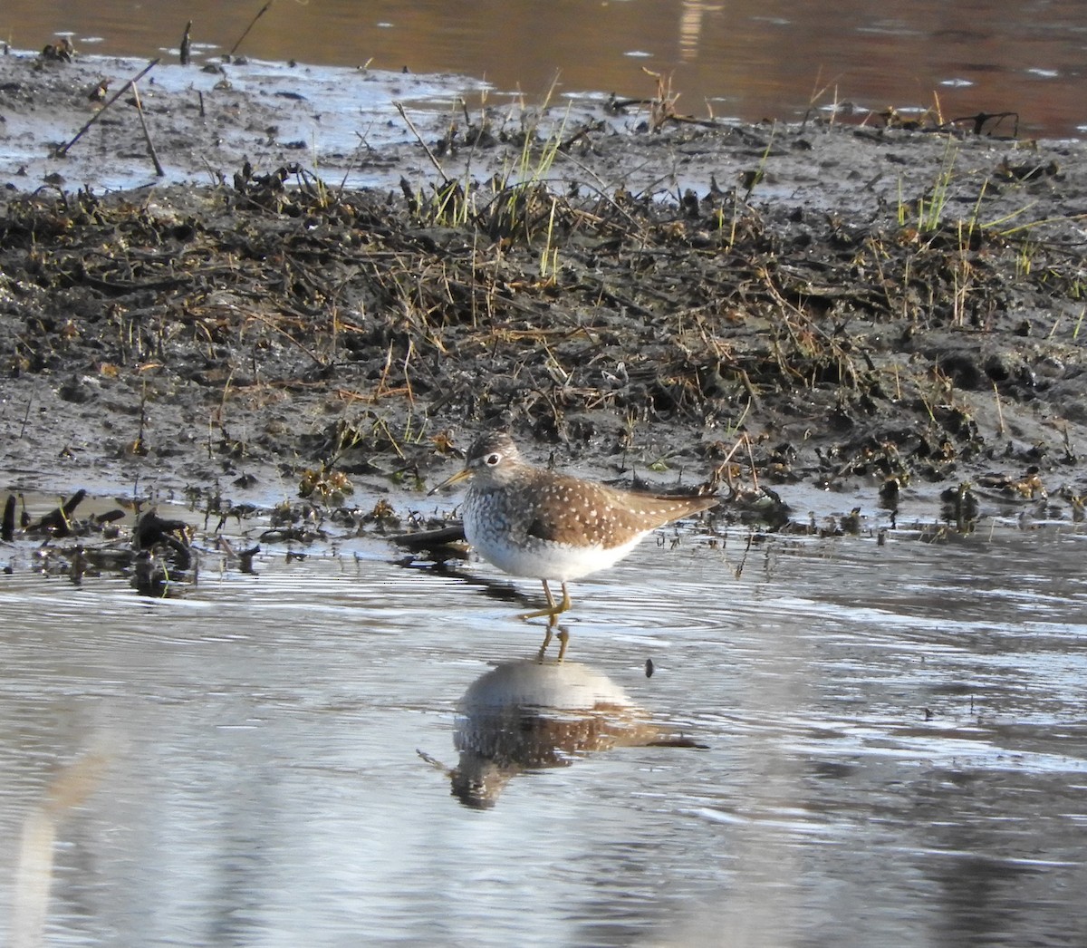 Solitary Sandpiper - ML617724673