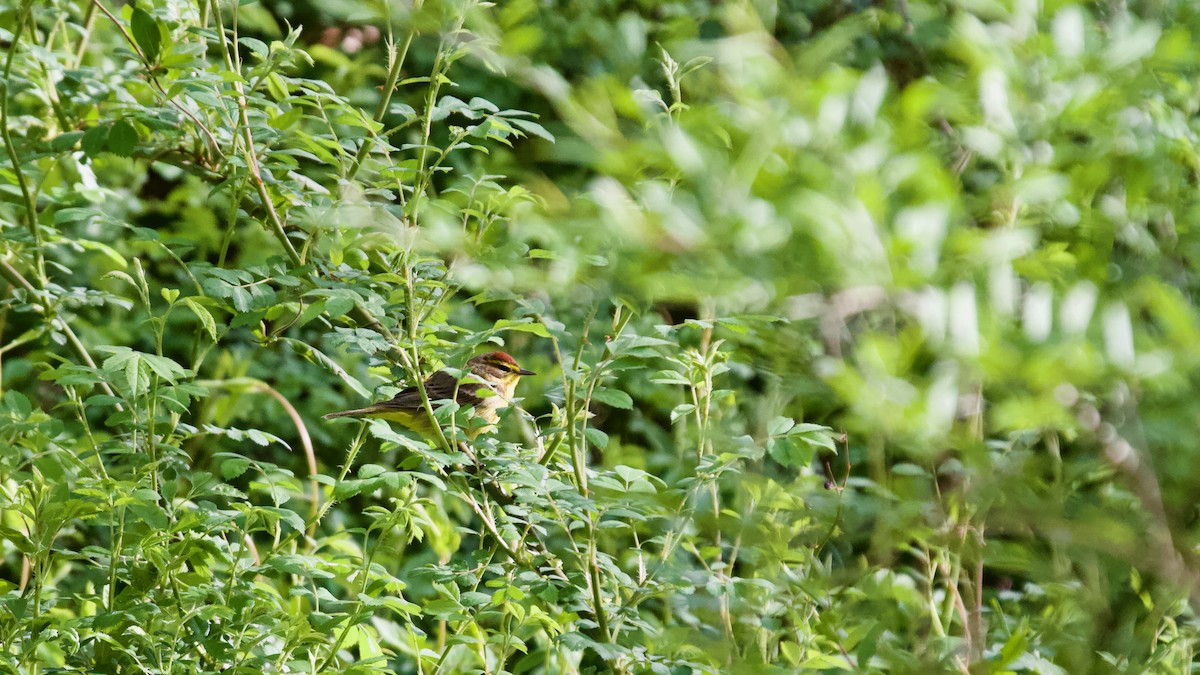 Palm Warbler - ML617724693