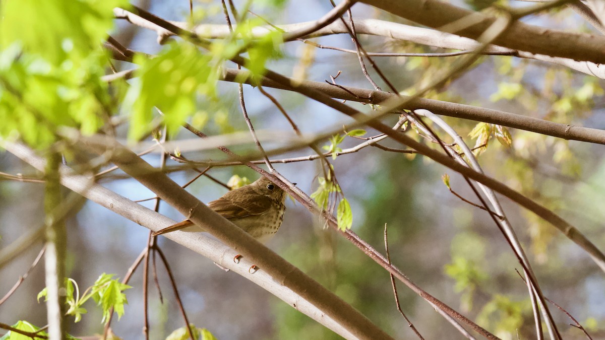 Hermit Thrush - Jeffrey Lowell