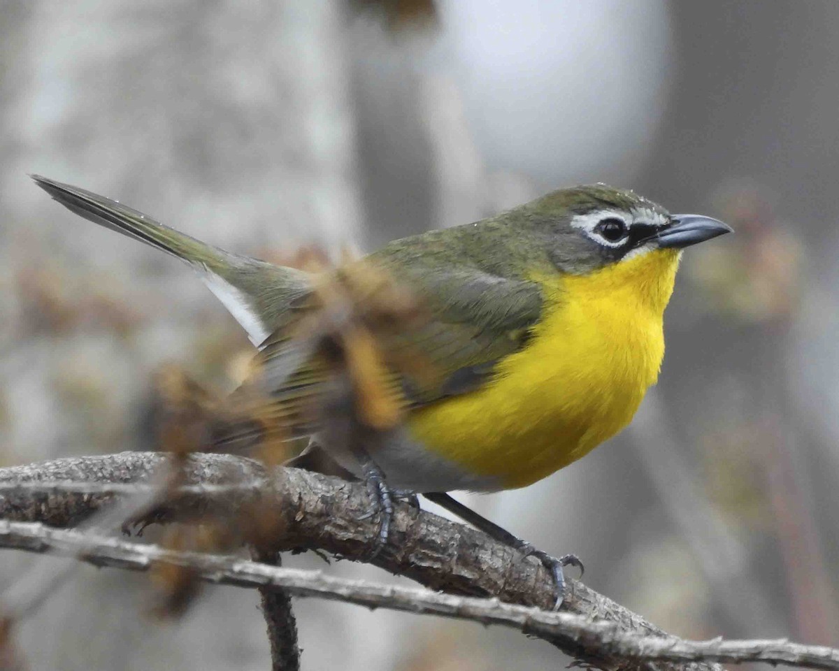 Yellow-breasted Chat - Gary Hofing