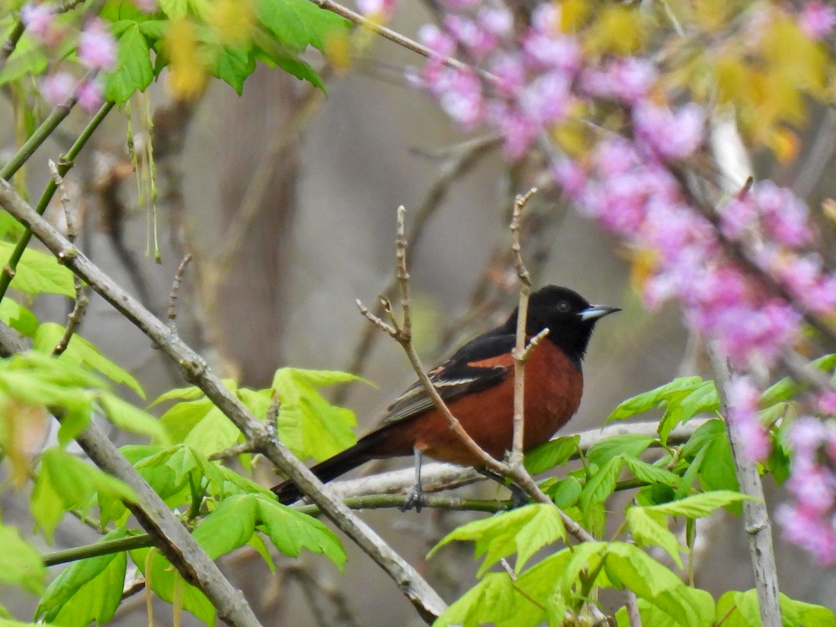 Orchard Oriole - ML617724725