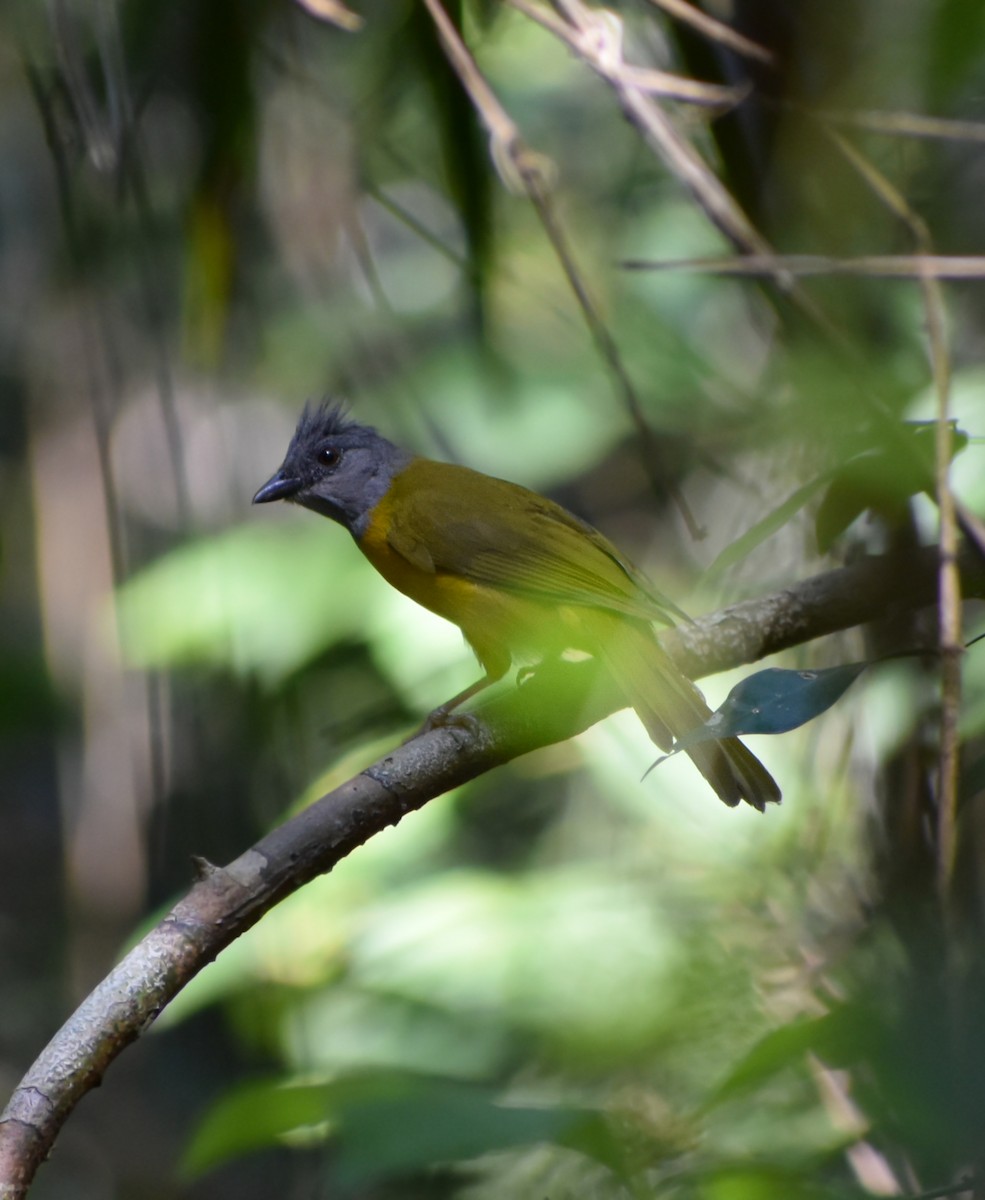 Gray-headed Tanager - Sergio Abad Garcia