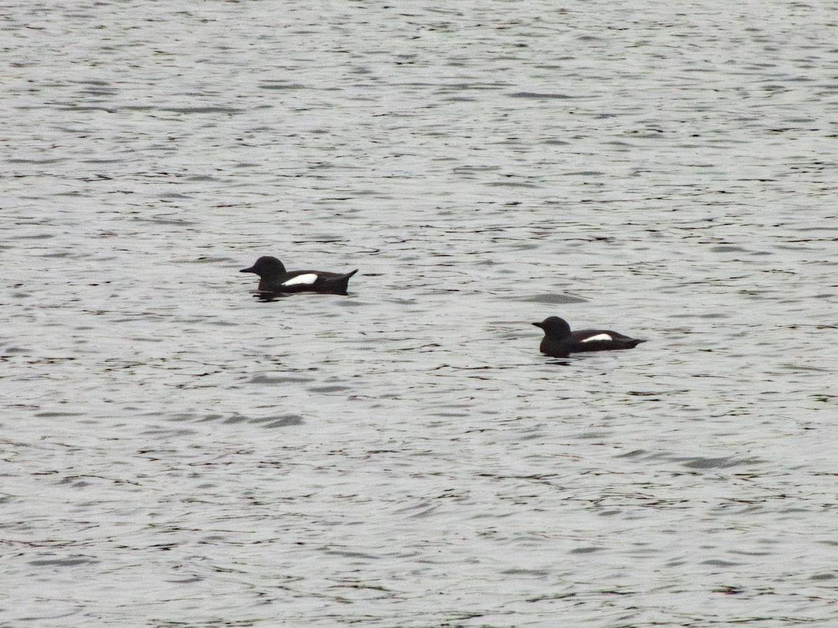 Black Guillemot - ML617724734