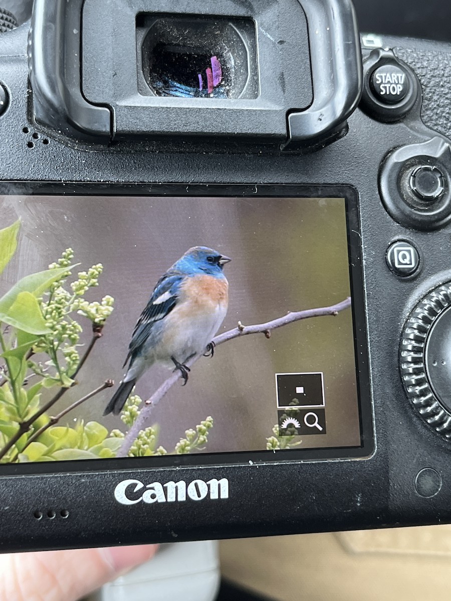 Lazuli Bunting - Ben Bolduc