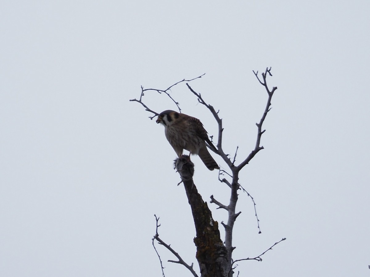 American Kestrel - Robert Kemper