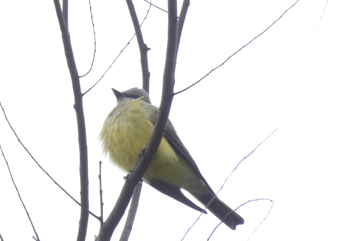 Western Kingbird - ML617724766