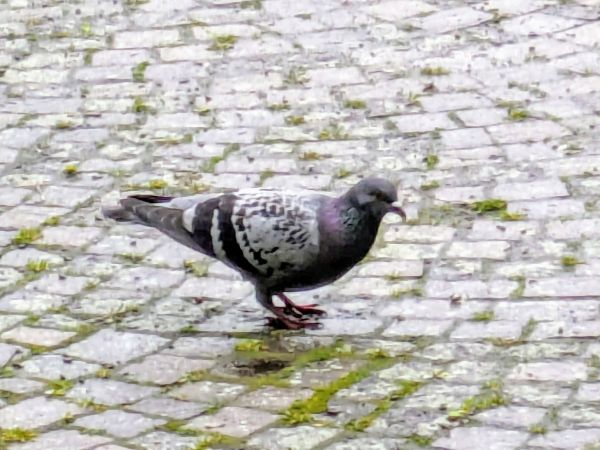 Rock Pigeon (Feral Pigeon) - ML617724770