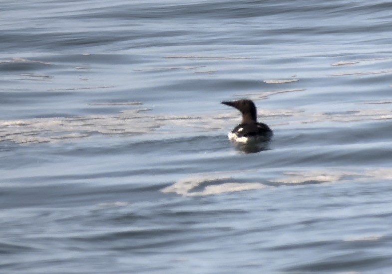 Common Murre - ML617724777