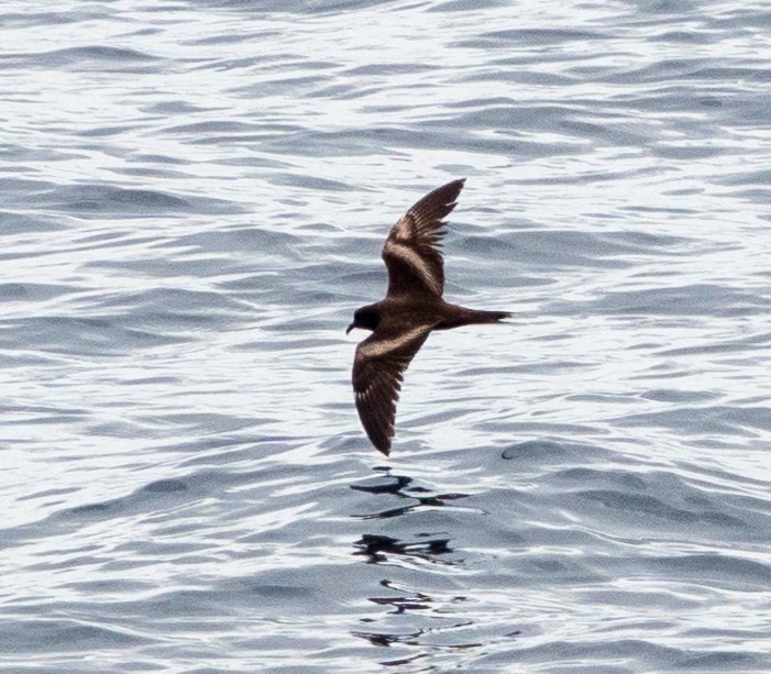 Markham's Storm-Petrel - ML617724789