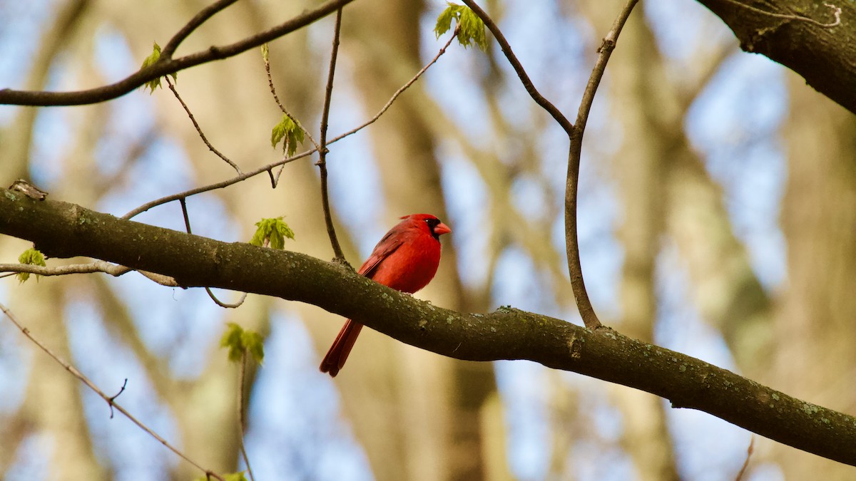 Northern Cardinal - ML617724795