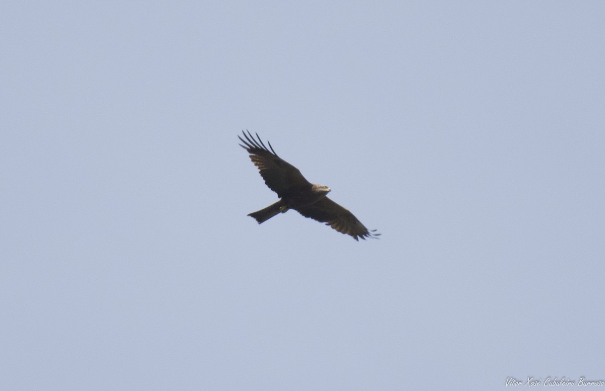 Black Kite - Vítor Xosé Cabaleiro Barroso