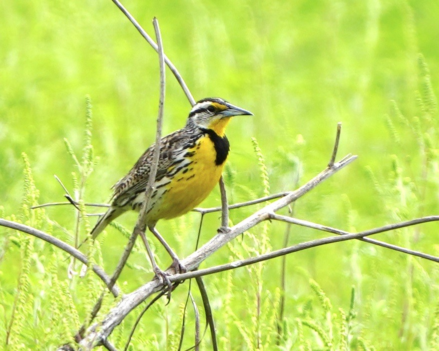 Eastern Meadowlark - ML617724839