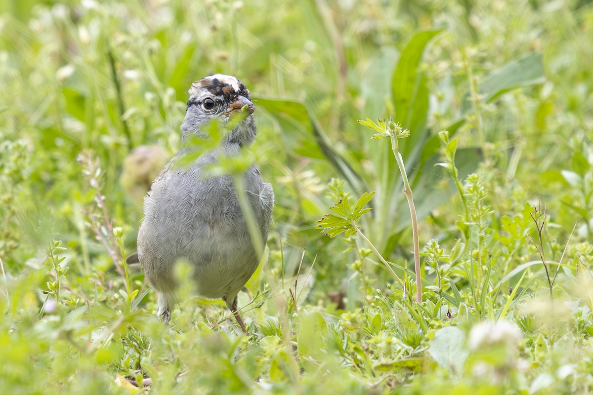 White-crowned Sparrow - ML617724855