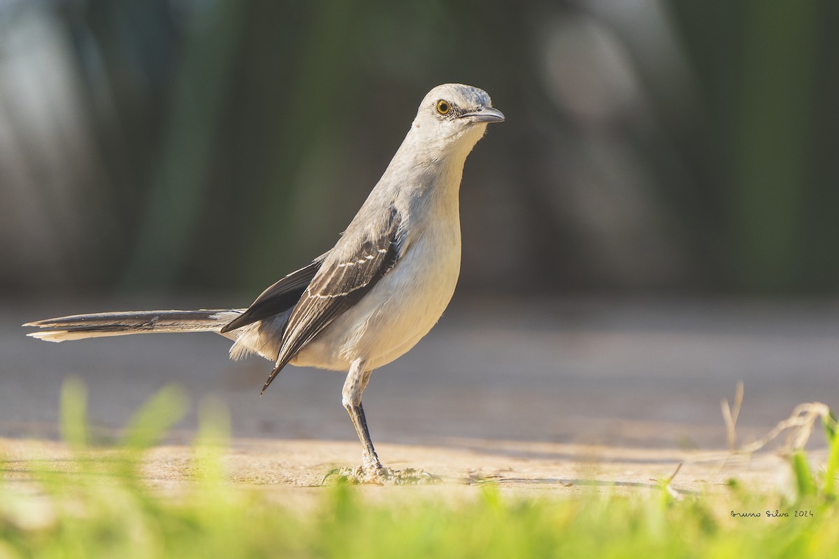 Tropical Mockingbird - ML617724872