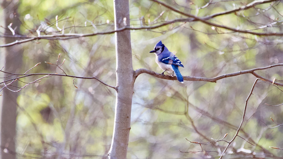 Blue Jay - ML617724873